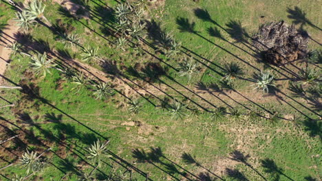 Aerial-view-of-palm-trees-in-Spain-with-their-shadow-vertical-top-shot